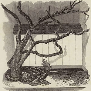 The Boa Constrictor swallowing the Wrapper, in the Menagerie of the Zoological Society (engraving)