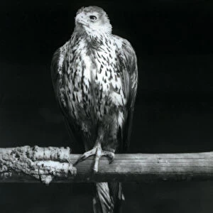 Bonellis Eagle resting on a branch at London Zoo, September 1925 (b / w photo)