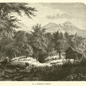 In a Borneo Forest (engraving)