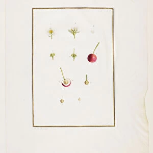 Botanical Dissection: Sour Cherry (Prunus cerasus), c. 1778-90 (w / c & graphite on paper)