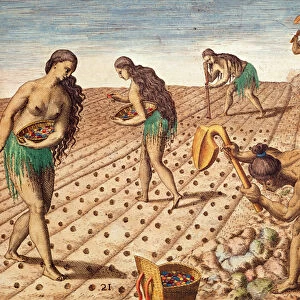 Brevis Narratio, Culture and Sowing Seeds, 1563 (colour engraving)