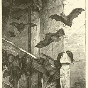 British bats at home (engraving)