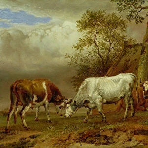 Two Bulls with Locked Horns, 1653 (oil on board)