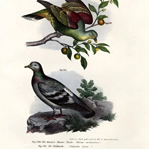 Pigeons Cushion Collection: Buru Green Pigeon