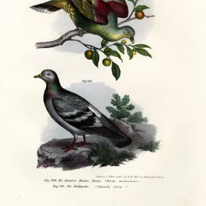 Pigeons Postcard Collection: Buru Green Pigeon