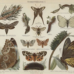 Butterflies and moths (colour litho)