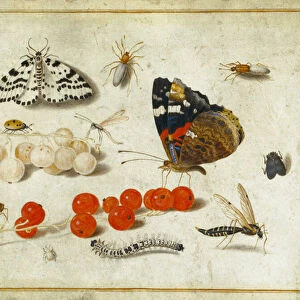 Butterfly, Caterpillar, Moth, Insects and Currants, c. 1650-65 (gouache and ink on vellum)