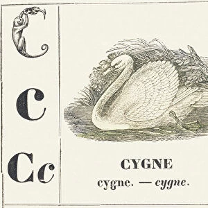 C for Swan, 1850 (engraving)