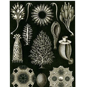 Sponges Framed Print Collection: Related Images