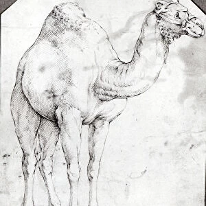Camel (etching)