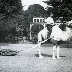 Camel lawn-mower, ridden by gardener Fred Perry at London Zoo, 1913 (b / w photo)