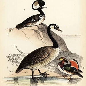 Canada goose, Mandarin duck and hooded merganser. 1855 (lithograph)