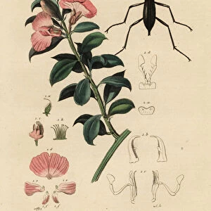 Cape satin bush and beetle. 1824-1829 (engraving)