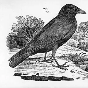 The Carrion Crow, illustration from The History of British Birds by Thomas Bewick