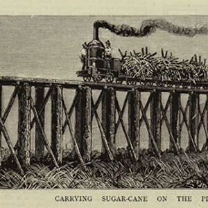 Carrying Sugar-Cane on the Pioneer Plantation, Mackay, Queensland, Australia (engraving)