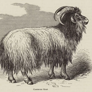 Cashmere Goat (engraving)