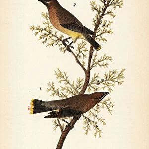 Cedar waxwing, Bombycilla cedrorum Cedar bird or cedar wax-wing, male 1, female 2