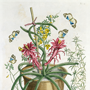 Cereus Minimus, c. 1745 (coloured litho)
