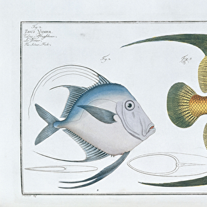 Chaetodon Aureus (Pomacanthus arcuatus) (Fig. 1) and Lookdown Fish (Selen vomer), c