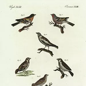 Rock Sparrows Postcard Collection: Rock Sparrows
