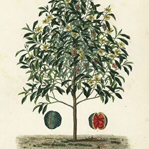 Champak tree, Magnolia champaca, Michelia champaca, Michelie champac