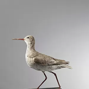 Sandpipers Photographic Print Collection: Common Redshank