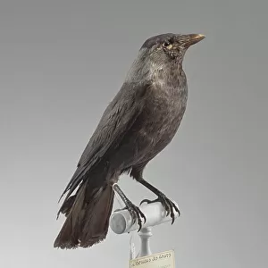 Crows And Jays Collection: Western Jackdaw
