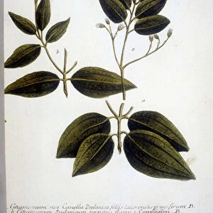 Cinnamomum Zeylanicum (Ceylon Cinnamomum) - Engraving of the Herbarium by J. W