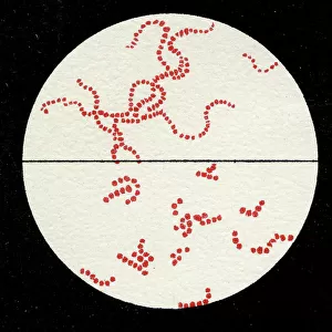 Colony of Streptococcus pyogenes, 1906 (litho)