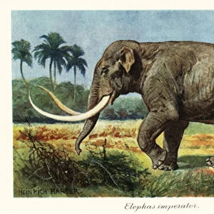 Columbian mammoth extinct species of mammoth, Pleistocene. 1908 (Print)