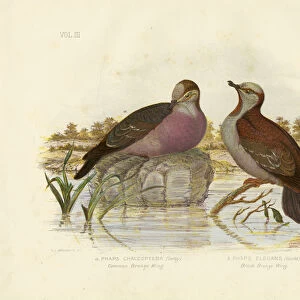 Allies Greetings Card Collection: Brush Bronzewing