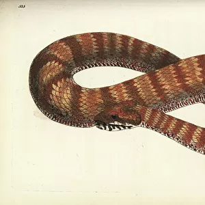 Viper Adder Jigsaw Puzzle Collection: Common Adder