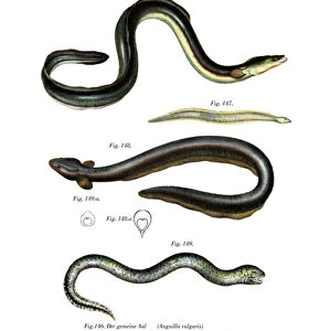 Common Eel (colour litho)