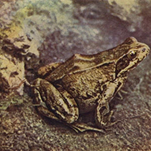 Common Frog, Rana temporaria (coloured photo)