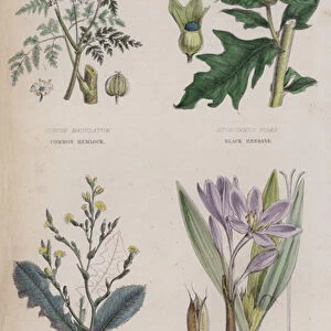Common Hemlock; Black Henbane; Strong Scented or Poisonous Lettuce; Autumnal Meadow Saferon (coloured engraving)