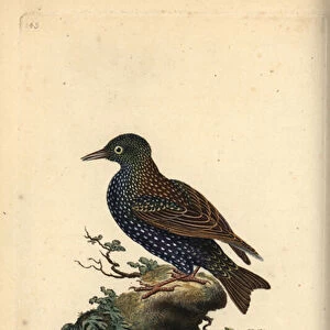 Common starling, Sturnus vulgaris. Handcoloured copperplate drawn and engraved by Edward Donovan from his own "Natural History of British Birds, "London, 1794-1819