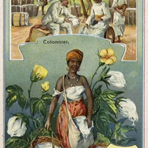 Cotton: cotton picker (chromolitho)