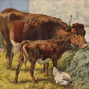 Cow, calf and chickens (colour litho)