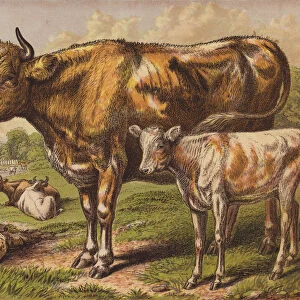 Cow and Calf (colour litho)
