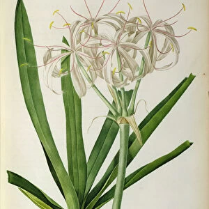 Crinum Americanum, from Les Liliacees, 1805-16 (coloured engraving)