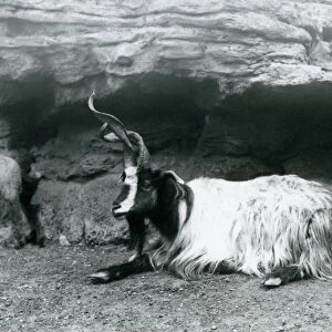 A Curly-horned Goat at London Zoo, June 1922 (b / w photo)