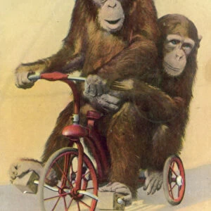 Cycling chimpanzees (colour photo)