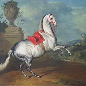 The Dapple Grey Galloping