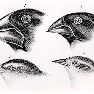Darwins bird observations (litho) (b / w photo)