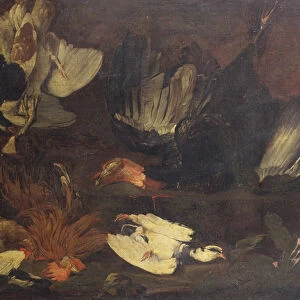 A Dead Turkey, Doves, A Cockerel and Other Birds on a Rocky Bank (oil on canvas)