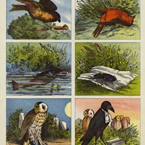 The Death And Burial Of Cock Robin (colour litho)