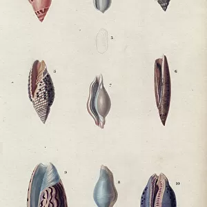 Mollusks Antique Framed Print Collection: Olive Shells