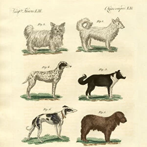 Different kinds of dogs (coloured engraving)