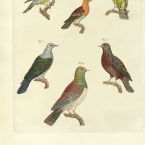 Pigeons Collection: African Green Pigeon