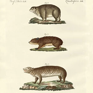 Different kinds of fat animals (coloured engraving)